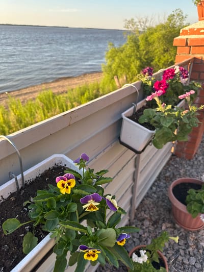 This is a photograph taken outdoors, likely on a balcony or windowsill overlooking a body of water and some greenery. The orientation of the photo is tilted, suggesting it might have been taken at an angle.
The primary subjects are several potted plants with vibrant flowers. In the foreground, there is a white planter box filled with dark soil and blooming pansies. These pansies have striking purple and yellow petals, some with darker markings at their centers. Behind this, further up and to the left, another white planter holds pink and deep fuchsia petunias, along with some green foliage. Two other terra cotta pots are visible further back, one on the left containing green plants and another on the right with white flowers.
The background reveals a body of water, likely a river or lake, with gentle ripples. On the far side of the water, there is a strip of green grass and trees, suggesting a natural landscape. The ground around the pots is covered in small, dark gray gravel. Above the gravel, a brick structure is visible, with a reddish-orange hue.
The lighting suggests it is late afternoon or early evening, with the sun casting a warm glow on the scene and creating soft shadows. The sky in the upper left is a pale, clear blue, indicating fair weather.
There is no visible text in the image. The overall impression is one of a serene and colorful outdoor setting, likely a private residence in a location with natural water features. The location context provided is Воронежское-2, Russia.