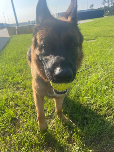 A German Shepherd dog stands in a grassy area, holding a yellow tennis ball in its mouth. The dog's head is the primary focus of the image, with its ears erect and its eyes looking directly at the camera. A thin black string or cord is visible extending from the dog's mouth, possibly attached to the ball. The background shows a wide expanse of green grass under a bright sky, with some industrial-looking structures and trees visible in the distance. The overall scene suggests an outdoor setting, possibly a park or an open field in a suburban or industrial area. The location is Pooler, United States of America.