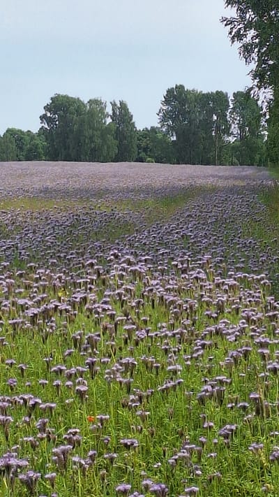 The image depicts a vast field of blooming purple flowers, likely Phacelia tanacetifolia, extending towards a treeline under a pale sky. The flowers are densely packed, creating a carpet of violet. In the foreground, the vibrant green stems of the flowers are clearly visible, interspersed with the purple blooms. A single red flower stands out as a distinct accent among the purple. The background features a dense line of green trees, which frame the field and separate it from the sky. The overall impression is one of a natural landscape, potentially a cultivated field in a rural or semi-rural setting within Vālodzes, Latvia, given the context of the request. There are no people or animals visible in the scene. The lighting is overcast, suggesting a cloudy day.