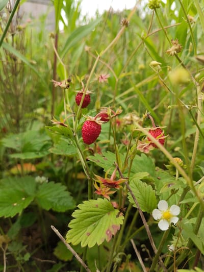 The media file is a close-up, eye-level shot of wild strawberries growing amongst lush green foliage in a natural setting. The scene is dominated by vibrant green leaves and thin, upright stems, with several bright red wild strawberries prominently featured. One strawberry is in sharp focus in the foreground, showcasing its small, textured surface and delicate stem. Another strawberry is visible slightly above and to the left, also in focus. Further back, more red berries are scattered amongst the greenery, some appearing less ripe or partially obscured.
A single small white flower with a yellow center is visible to the right of the frame, adding a contrasting element to the red of the berries and the green of the plants. The background is blurred, suggesting a shallow depth of field, with hints of other plants and possibly a pale sky, indicating it might be daytime. The overall impression is one of a serene, natural environment, likely a field or a garden where wild strawberries are growing. There are no people or animals clearly visible, though a tiny insect appears to be on the stem of one of the strawberries. The lighting suggests it's a bright day, possibly overcast or with diffused sunlight. The location is identified as Khodaevo, Russia. There is no visible text in the image.