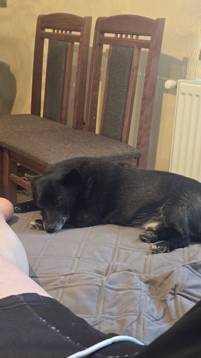 The image depicts an indoor scene with a black dog resting on a quilted surface, observed from a low angle.
In the foreground, the lower legs and feet of a person are partially visible. The left leg is largely visible, presenting light-toned skin. The right leg is partially obscured, wearing a dark garment, possibly shorts, with a thin white trim or cord visible. Both legs are positioned on a grey, quilted textile surface.
The central subject is a medium-sized, short-haired black dog, lying on its left side. Its head is resting on its front paws, which are tucked beneath it. The dog's eyes are closed or partially closed. Patches of grey fur are noticeable around its muzzle, indicating age. Some white fur is visible on its chest or belly area and possibly on its paws. Its claws are dark. The dog occupies the middle ground, resting directly on the grey quilted surface.
Behind the dog and to the left, two wooden chairs are visible. These chairs feature dark brown wooden frames with arched tops and several horizontal slats above an upholstered back panel. The seat and back panels are upholstered in a dark grey or brown fabric. The chairs are positioned against a wall.
To the right of the chairs, a white panel radiator is mounted on the wall. A small white knob or valve is visible on the wall above the radiator.
The background wall is light-colored, possibly cream or light beige, and features a distinct wavy, textured pattern, suggesting wallpaper or a decorative plaster finish. Shadows are cast on the wall behind the left chair. The overall setting appears to be a domestic interior. The specific geographical location of Rudnik, Bulgaria is not discernible from the visual information within the image.