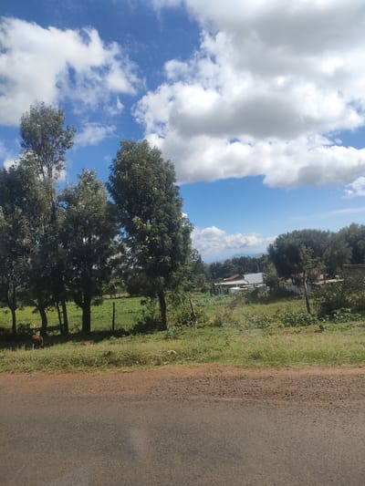 The image depicts a rural scene in or near Kibirichia ward, Kenya. A paved road occupies the foreground, leading into a landscape of green vegetation and scattered trees. A cluster of tall, slender trees stands to the left. Behind the trees are cultivated fields enclosed by a wire fence. Further in the distance, a few houses with corrugated iron roofs are visible. The sky is blue with scattered cumulus clouds. A single, brown animal appears to be grazing near the treeline on the left.