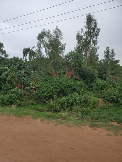 An outdoor, low-angle, eye-level, medium shot captures a roadside scene in Dangar, Nigeria, under an overcast sky. In the foreground, a dirt road takes up the bottom third of the frame. Beyond the road, a dense growth of green foliage forms a verdant backdrop. Banana trees with their distinctive large, paddle-shaped leaves are visible among the lush vegetation. Towering trees, some slender and others with broader canopies, rise above the undergrowth, their branches reaching towards the sky. Power lines are strung across the upper portion of the image, disappearing into the distance. The overall impression is one of a vibrant, natural landscape adjacent to a rural pathway.