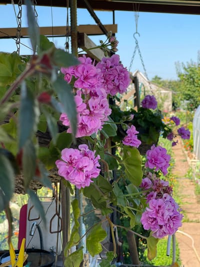 The image shows a close-up of bright pink geranium flowers hanging in a garden or greenhouse setting. The flowers are in full bloom, with layered petals and a few unopened buds visible. Green leaves surround the flowers, some of which appear slightly wilted. In the background, a pathway lined with colorful flowers and greenery is visible, along with a white greenhouse structure. The sky above is clear and blue. The scene is likely located outdoors, possibly in a domestic garden, in Tataraskaya Kargala, Russia, given the context provided by the user.