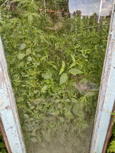 This image depicts a view through a broken, aged window frame with peeling blue paint, revealing an overgrown patch of green foliage. The window frame is positioned vertically, with its left and right edges visible, framing the scene beyond. The glass appears dirty and smudged, with some visible cracks. The foliage consists of various green plants, including nettles, with some smaller yellow flowers interspersed. In the background, the reflection in the glass suggests an outdoor environment with trees and possibly a fence. The overall impression is one of neglect and overgrowth, hinting at an abandoned or infrequently tended area. The location in Kholosne, Ukraine, is not explicitly visible in the image itself but is provided as contextual information.