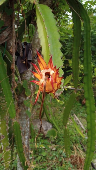 The image shows a close-up of a wilted dragon fruit flower, with bright orange and red petals curving inwards around a central opening. A dry, brown pistil hangs down from the flower. The flower is attached to a thick, green, segmented stem of a dragon fruit cactus, which is typical of plants grown in tropical climates. The background is blurred, showing lush green foliage and a rough-barked tree trunk, suggesting an outdoor, possibly wild or garden setting. Given the humid, tropical environment suggested by the vegetation and the presence of dragon fruit, this scene could be located in a rural area or garden within the city of Cirebon, Indonesia, known for its tropical climate and agricultural activities. There are no people or animals visible in the image. The lighting suggests it was taken during the day.