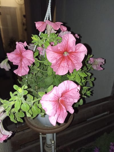 A hanging pot of pink petunias is displayed outdoors. The pot is suspended by a white rope. The flowers are in bloom, with some petals showing delicate veining. The background is dark, with hints of wooden slats and a wall. The scene is likely located in Pochaiv, Ukraine. There are no people or animals visible in the image.