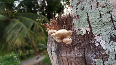 A close-up, outdoor, eye-level, medium shot captures a portion of a weathered tree trunk, likely in a natural or semi-natural environment. The trunk itself is textured with bark and shows patches of light green and white lichen, suggesting a humid climate. Growing from a broken section of the trunk, near the top left of the frame, are several small, pale, shelf-like fungi, possibly bracket fungi. A cluster of dried, straw-like material is also visible emerging from the same spot. The background is out of focus, with the blurred shapes of green palm fronds and foliage suggesting a tropical or subtropical setting. A hint of a paved surface, possibly a road or path, is discernible in the lower left background, along with blurred white circular shapes that could be distant flowers or highlights. The image does not contain any people or indicate a specific location within the city of Cotjrat, Indonesia.
