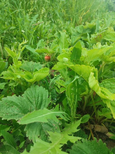 A close-up shot captures the vibrant green foliage of a garden, likely in Eliukkasy, Russia, under daylight conditions. The scene is dominated by various types of plants, with a particular focus on lush, broad leaves and thinner, more delicate greenery filling the background. In the mid-ground, nestled amongst the leaves, are two ripe red strawberries, a small but significant detail indicating the presence of a strawberry patch. The plants appear healthy and are thriving in what seems to be an outdoor, natural setting. There is no visible text in the image. The overall impression is one of a flourishing garden, possibly during the summer growing season.