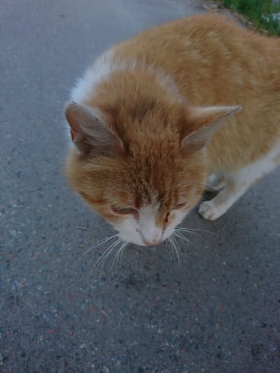 A medium shot captures an orange and white cat from above, its head angled upwards to the right. The cat is positioned on a grey, rough surface, likely concrete or asphalt, which takes up the majority of the frame. A patch of green grass is visible in the top left corner. The location is unknown; there is no information to suggest it is in Terezyne, Ukraine.