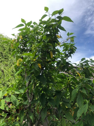 The image shows a tree with green leaves and yellow flowers, with a blue sky and white clouds in the background. The tree is located in Tambonbaroh, Indonesia. The tree appears to be in a garden or yard, with other greenery visible in the background. The lighting suggests it is daytime, possibly mid-morning or afternoon. There are no people or animals visible in the image. The scene is peaceful and natural.