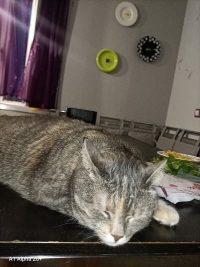 A tabby cat sleeps on a dark, polished surface, likely a table. The cat is predominantly gray with darker tabby markings and some lighter, almost cream-colored fur around its face and paws. Its eyes are closed, and its head is resting downwards. To the right of the cat, there is a plate with some green leafy vegetables and yellow food, possibly part of a meal. The background shows a wall with three circular decorations: one white, one lime green, and one black and white patterned. There are also hints of furniture and a window with purple curtains. The lighting suggests it's indoors, possibly in the evening. The scene evokes a sense of peace and domesticity. The text "A1 Alpha 20+" is visible in the bottom left corner. The provided location context is Улукаўскі сельскі Савет, Belarus.