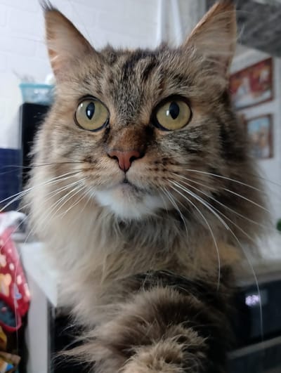 This is a close-up, portrait-style photograph of a long-haired tabby cat's face. The cat is facing directly towards the camera with its eyes wide open and focused. Its fur is a mix of brown, black, and grey tabby markings, with lighter fur around its muzzle and chest. The cat has large, expressive yellow-green eyes with dark pupils. Its whiskers are long and white, fanning out from its muzzle. The background is blurred, but appears to be an indoor setting with some wall decor and potentially a kitchen counter or surface. The lighting is natural, casting soft shadows on the cat's face. The image does not depict the city of Nizhnetroitskiy, Russia, as it is an indoor photograph of a pet.