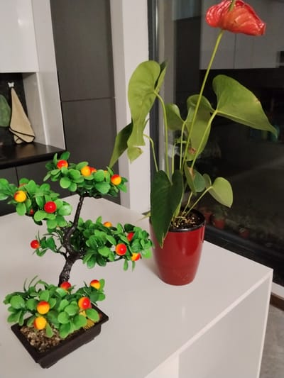 The image depicts an indoor scene with two potted plants on a white surface. On the left is a small, artificial bonsai tree with green leaves and red and yellow fruit. On the right is a live anthurium plant with large green leaves and a single red spathe. The anthurium is in a red pot. In the background, there are kitchen cabinets and a window offering a glimpse of an outdoor area. The scene is indoors, on a white table or shelf, likely in a residential setting. There are no people or animals visible in the image. The location is not specified as Kuk-Saray, Uzbekistan.