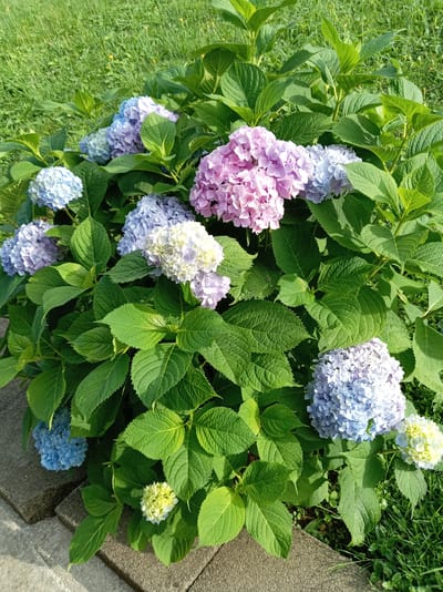 This image shows a close-up of a large hydrangea bush with multiple blooms in various shades of pink, purple, blue, and white, set against a backdrop of green grass. The bush is dense with large, vibrant green leaves. The foreground features several concrete paving stones, suggesting an outdoor garden or pathway. The lighting suggests it is daytime, likely morning or afternoon, with sunlight illuminating the flowers and foliage. There are no people or animals visible in the frame. The scene appears to be a well-maintained garden. The location in the city of Khwap, Abkhazia, is inferred, but not directly visible from the image content.