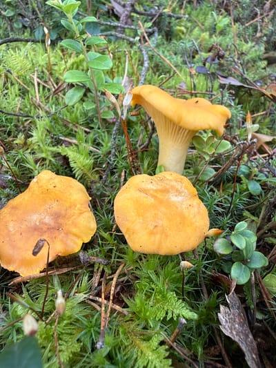 In the city of Lipina, Lithuania, a close-up, ground-level view reveals a cluster of vibrant yellow chanterelle mushrooms nestled amongst lush green moss and low-lying foliage. Three chanterelles are prominent in the foreground. The mushroom on the left exhibits a broad, wavy cap with subtle browning on its surface. To its right, another chanterelle displays a smoother, rounder cap. The largest chanterelle is positioned in the center-right of the frame, its distinctive funnel shape clearly defined, with delicate gills visible beneath its cap and a pale yellow stem. The surrounding environment is a dense carpet of various mosses, interspersed with small green leaves of what appears to be lingonberry plants and scattered pine needles and twigs. The lighting suggests an overcast day, with soft, diffused light illuminating the scene, highlighting the textures and colors of the fungi and the forest floor. No people or animals are present in the image.