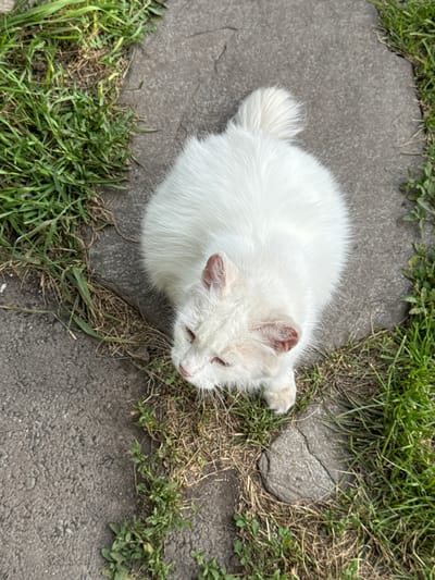 A fluffy white cat is pictured from a high angle, looking down from a sitting position on a stone pathway in an outdoor area. The cat has pink ears and pinkish-red eyes. Green grass and dry weeds surround the pathway. The scene is devoid of any human presence.