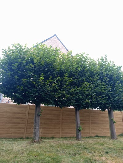 The image depicts a row of three trees with dense, green foliage, their trunks visible above a brown wooden fence. The trees are positioned in front of the fence, and the lower part of a brick building with a grey roof is visible behind the trees on the left side of the frame. The sky is overcast and white. The ground in front of the fence is covered with green and dry grass. The scene appears to be in a residential area, possibly a garden or backyard.