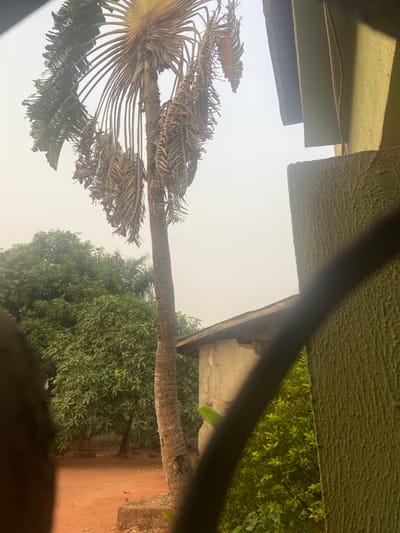 A low-angle shot reveals a decaying Traveler's Palm tree against a hazy sky. The tree's distinctive fan-shaped leaves are mostly withered and brown. A building overhangs the top of the frame on two sides. Green foliage of other trees fills the background on the right side and below the palm. A red-brown patch of ground is barely visible in the lower right. A thick black bar obstructs a portion of the view.