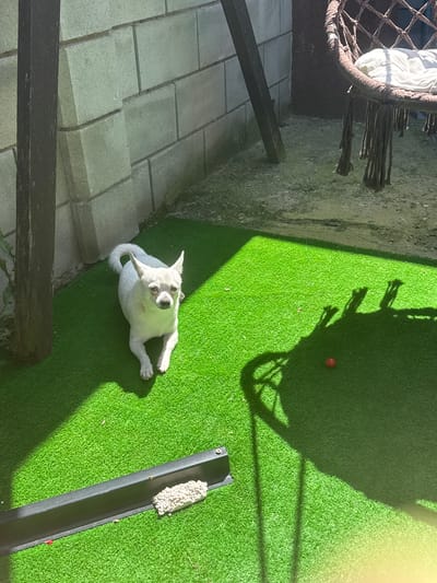 In a yard with artificial turf, a small white dog is lying down. The dog is a Chihuahua mix with pointed ears and a white coat. It is looking towards the camera. The yard is enclosed by a cinder block wall. A macrame swing chair is visible in the background. A black watering trough with a pile of light-colored material is in the foreground. A small red ball is on the grass to the right. The scene is illuminated by sunlight, casting shadows of the swing and other objects. The location is identified as Dolni Chiflik, Bulgaria.
