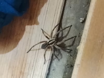 A wolf spider is seen on a wooden surface, next to a gray, textured material. A piece of blue fabric is partially visible in the upper left corner. The spider is facing to the left, with its legs spread. The scene appears to be indoors, as suggested by the wooden flooring and the presence of fabric. There are no people visible in the image. The location is specified as Кочержинский, Russia.