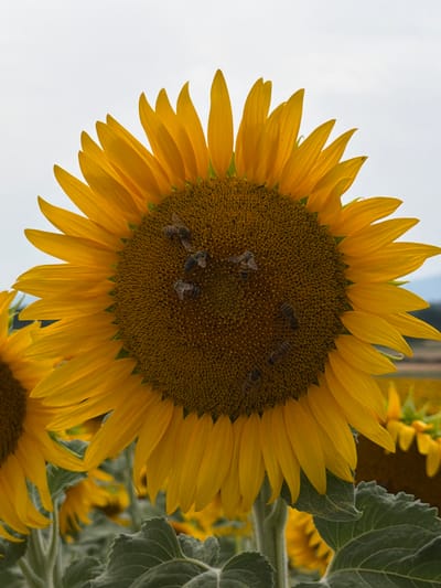 The image is a close-up, vertically oriented, eye-level shot of a sunflower in a field, likely located in Jussy, Switzerland, as suggested by the metadata. The sunflower's head is predominantly in the center of the frame, displaying its vibrant yellow petals and a dark brown, seed-filled center. Several bees are visible on the sunflower's face, engaged in their activity, likely collecting nectar or pollen. The background is a soft, blurred expanse of other sunflowers and greenery, with a pale, overcast sky above. The lighting is diffused, suggesting natural daylight on a cloudy day. The image captures a natural scene of pollination and the beauty of a sunflower field.