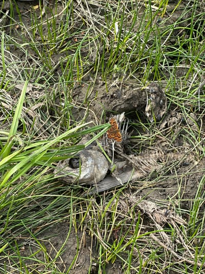 The image depicts a close-up view of a dead fish skeleton partially embedded in muddy ground, surrounded by green grass and dry reeds. A butterfly with orange and black markings is perched on the fish skeleton. The scene appears to be outdoors, possibly in a natural or semi-natural setting. There is no indication of the specific location within Eniseiskoe, Russia. The image is a still, static scene with no visible actions or interactions.