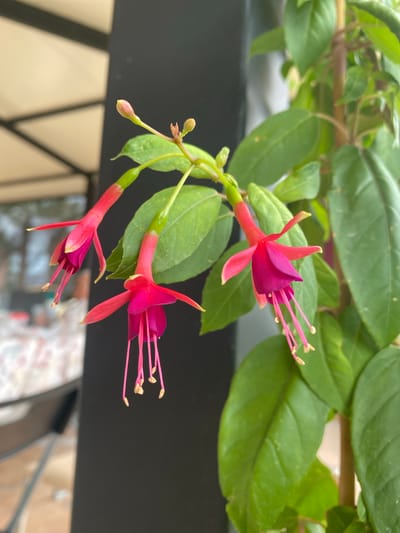 This media file is a close-up, high-angle shot of a plant with several fuchsia-colored flowers and green leaves. The flowers are delicate and pendulous, with a unique structure characterized by a flared corolla and prominent stamens. The leaves are ovate and appear to be in good health. The background is blurred, suggesting a shallow depth of field, but hints of a railing and possibly an outdoor setting are visible. The lighting suggests it is daytime. The scene is peaceful and focuses on the natural beauty of the plant. No text is visible in the image. The location is identified as Zeneta, Spain.
