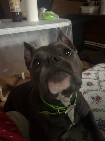 A medium shot captures a gray pit bull dog with a white chest, lying on a patterned couch. The dog's head is tilted upwards, looking directly at the camera with wide, dark eyes. A bright green collar with a silver tag is visible around its neck. To the left of the dog, a white plastic container is partially visible, with a bottle of dark liquid and a green object inside. The background is dimly lit, with dark furniture and a hint of natural light suggesting it might be daytime. The overall mood is intimate and engaging, as the dog's gaze draws the viewer in. There is no visible text in the image.