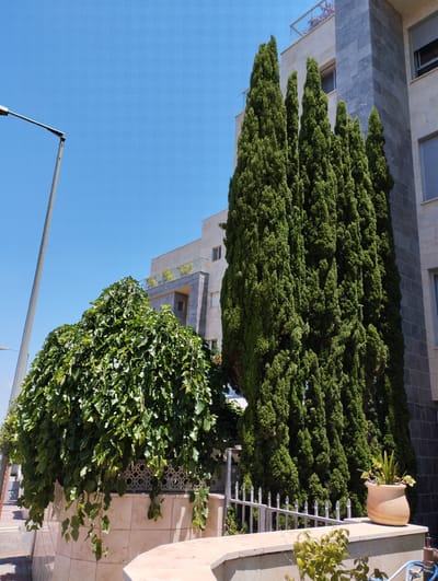 This media file captures an outdoor scene under a clear blue sky, suggesting a bright, sunny day. The setting appears to be an urban or suburban environment, possibly in Zikhron Yaakov, Israel, given the architectural style and the presence of Mediterranean cypress trees, which are commonly found in the region.
The prominent subjects include two distinct types of trees. On the right, a row of tall, slender, dark green cypress trees stands regally, their conical shapes reaching towards the sky. Their dense foliage creates a strong vertical element in the composition. To the left, a large, bush-like tree with lighter green, cascading leaves dominates the foreground. This tree has a rounded, almost amorphous shape, contrasting with the structured cypress trees.
Behind the trees, a modern building with a light-colored facade and dark gray stone accents is visible. The building features several windows, some with closed roller shutters. A balcony with glass railings can be seen on an upper floor, with some greenery peeking over the edge.
In the foreground, a decorative fence with pointed metal pickets separates the greenery from a walkway or patio area. A beige, textured planter contains a small succulent plant. The lower part of the image shows a low, light-colored wall or ledge, also made of tiled stone, and a portion of a street or sidewalk. A lamppost with a long arm extends into the frame from the left, its metallic pole and fixture stark against the sky.
There is no discernible activity or event taking place; the scene is static, focusing on the interplay of natural elements (trees and sky) and man-made structures (building, fence, lamppost). The overall mood is one of peacefulness and warmth, typical of a pleasant day. No visible text is present in the image.