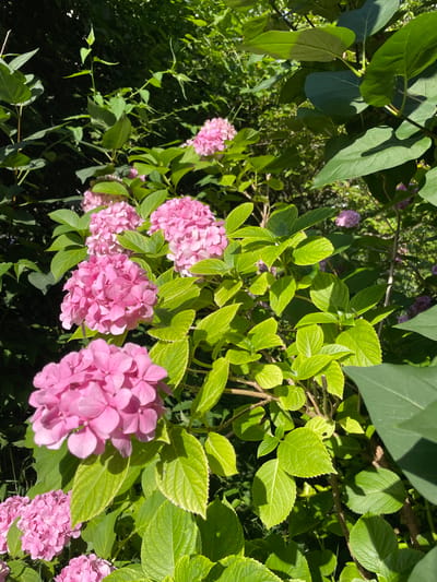The image depicts a close-up view of vibrant pink hydrangeas in full bloom, nestled amongst lush green foliage. The sunlight filters through the leaves, casting dappled shadows on the flowers and surrounding vegetation, suggesting an outdoor setting on a bright day. The hydrangeas are characterized by their large, dense clusters of small, intricate petals, showcasing a variety of light and dark pink hues. The leaves are broad and deeply veined, with some exhibiting a slightly serrated edge. The background is a blur of darker green, indicating a dense garden or wooded area. There are no people or discernible human activity in the frame. The scene appears to be a naturalistic snapshot of a flowering plant in a garden environment. No specific landmarks or urban features are visible to pinpoint a location within Piatra-Neamț, Romania.