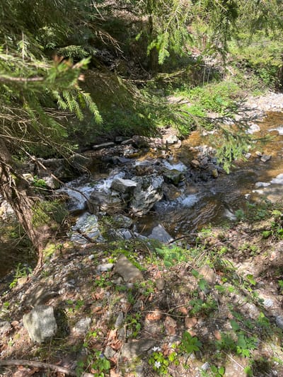 The image depicts a small, rocky stream flowing through a wooded area in Drianovo, Bulgaria. The stream is partially obscured by evergreen trees and other vegetation growing along its banks. The streambed is filled with rocks and stones of varying sizes, causing the water to churn and cascade in small rapids. The surrounding terrain appears to be a mix of soil, leaves, and small plants. There is no evidence of human activity or presence in the frame.