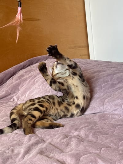A spotted cat is resting on a purple blanket. The cat is lying on its back with its legs in the air. Its eyes are closed, and its mouth is slightly open. The cat's fur is a mix of tan and black spots. The purple blanket has a textured pattern. To the left of the cat, a feather toy on a string is visible, suggesting the cat may have been playing. The background shows a wooden floor and a white wall, indicating an indoor setting. The lighting suggests it is daytime. The image evokes a sense of comfort and relaxation.