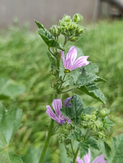 A close-up, slightly angled outdoor shot captures a cluster of wild mallow flowers with delicate pink petals and dark veins. The flowers are on fuzzy green stems surrounded by lobed, serrated green leaves. Some of the flowers are in full bloom, while others are still in bud form. The background is a soft blur of green grass, suggesting a natural or park setting. The image is sharp and well-lit, focusing on the details of the flora. The location is Раснянскі сельскі Савет, Belarus.