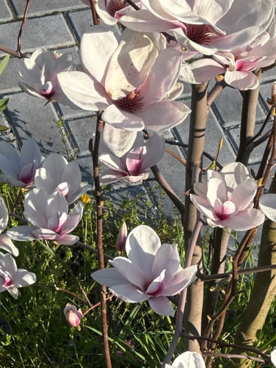 The image features a close-up of magnolia flowers in bloom. The flowers are white with pink accents, clustered on brown branches. The background consists of grey pavement stones and green foliage. The scene appears to be outdoors in natural daylight. No people are visible in the image. Specific location information within Baiachevo, Bulgaria, cannot be determined from the visual content.
