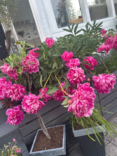The image depicts a close-up view of vibrant pink peonies in full bloom, situated in a garden setting. The peonies are abundant, with many large, multi-petaled flowers and developing buds. The plants are housed in dark gray planters, one of which is a weathered metallic square, and the other a black, textured rectangular planter. The planters are placed on a dark gray wooden deck or patio. In the background, a white building with windows is visible, suggesting a residential or commercial structure. The overall impression is one of a well-maintained outdoor space, likely a garden or a patio area. The lighting suggests it is daytime. The presence of peonies blooming indicates a spring or early summer season. The specific location in Sandefjord, Norway, cannot be determined from the image alone, as it lacks any identifying landmarks or text.