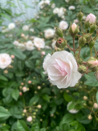 A close-up, shallow depth of field shot captures a cluster of pale pink and white roses and their green buds. The main rose in the foreground is partially open, revealing delicate, ruffled petals tinged with a soft pink hue at the center. Surrounding it are several tightly closed buds, some with visible reddish tips, all encased in spiky green sepals. The background is a blur of lush green foliage and more distant, softly focused roses, creating a dreamy, garden-like atmosphere. There is no visible indication of the city of Yasnoe, Russia in this image.