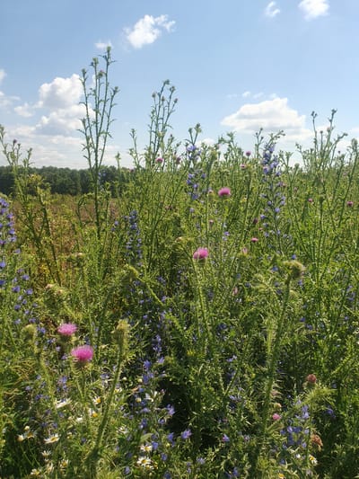 The image depicts a sunlit field filled with tall, thorny thistles and interspersed with smaller blue wildflowers and white daisies. The background shows a dense line of green trees under a bright blue sky with scattered white clouds. The scene is located in the city of Smorodinka, Russia, and appears to be a natural landscape during the daytime. There are no people or animals visible in the image.
