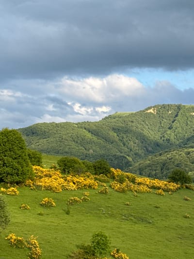The image shows a landscape scene with a cloudy sky and a grassy hillside dotted with yellow flowering bushes. The sky on the left is dark and overcast with dramatic clouds, while the right side shows brighter clouds with hints of blue sky. A lush green mountain, covered in dense vegetation, rises from the left side of the frame, partially obscured by the clouds. The foreground is a vibrant green meadow with patches of bright yellow gorse or similar flowering shrubs. The overall impression is a natural, perhaps wild, landscape. There is no visible text in the image. The lighting suggests it might be late afternoon or early evening, with the weather transitioning from stormy to clearing. The location context suggests a rural or mountainous area in Russia.
