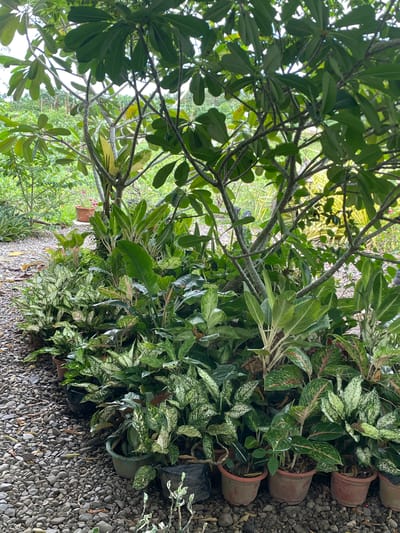 The scene is an outdoor garden or nursery setting in Hijo, Philippines. The ground is covered with small pebbles. The main subject is a collection of potted plants, specifically Aglaonema varieties with variegated green and white foliage, arranged in rows. A tree with large, dark green leaves is also present, casting shadows on the ground and the plants. Some pots are terracotta color, while others appear to be black plastic. The lighting suggests it is daytime, with natural sunlight filtering through the foliage. There is no visible human activity.