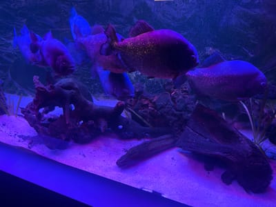 This media file depicts a school of piranhas swimming in an aquarium. The fish are illuminated by purple and blue lighting, giving them a vibrant, almost otherworldly appearance. Several piranhas are visible, with their distinctive body shapes and fins clearly discernible. The aquarium appears to have a sandy bottom and is furnished with driftwood and rocks, creating a naturalistic environment for the aquatic inhabitants. The water is clear, allowing for an unobstructed view of the fish. The overall impression is one of a well-maintained aquarium exhibit. The scene is likely taking place indoors, given the artificial lighting. No people are visible in the frame. The time of day and weather are not discernible. There is no visible text in the image.
