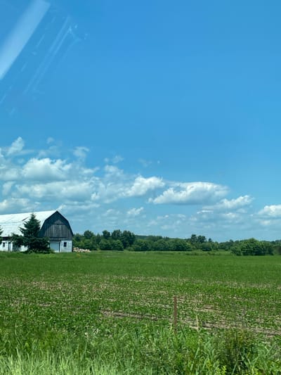 The image depicts a rural landscape under a bright blue sky with scattered white clouds. In the mid-ground, a weathered, dark-colored barn with a white roof stands to the left, partially obscured by two tall evergreen trees. Adjacent to the barn is a smaller white structure. The barn is positioned on a grassy area. In front of the barn and trees, a vast field of young green crops stretches across the scene, with rows of plants visible. The foreground is dominated by tall, lush green grass. In the background, a dense line of various green trees forms a horizon. The overall impression is that of a farm on a clear, sunny day. The specific location of Saint-André-Avellin, Canada, is not visually indicated within the image itself.