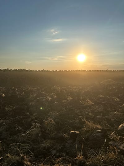 An outdoor, low-angle, medium shot captures a tilled field at sunset in Slivo Pole, Bulgaria. The sun is a bright, glowing orb in the upper right quadrant, casting a warm, hazy light across the scene. The sky transitions from a clear, pale blue at the top to a golden hue near the horizon. Thin, wispy clouds are visible. In the distance, a row of dark green vegetation, possibly crops, lines the horizon. The foreground is dominated by dark, loamy soil that has been recently plowed, with visible clumps of earth and straw scattered across the surface. A bright green lens flare is present in the lower middle portion of the image. There are no people or animals visible in the frame. The overall impression is one of agricultural activity at the end of the day.