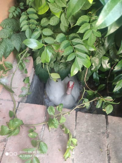 A white duck is nestled amongst lush green foliage and partially obscured by red brickwork. The duck's head is visible, with a red-tinged beak and white feathers. It appears to be resting or nesting, with its body tucked into the greenery. The setting is outdoors, with natural light suggesting it could be daytime. The brickwork provides a textural contrast to the soft leaves and the duck's plumage. The image is taken from a slightly elevated perspective, looking down into the duck's hiding spot. The overall scene evokes a sense of natural tranquility and the duck's hidden presence. Text is visible in the bottom right corner of the image, reading "SHOT ON MI 9T AI TRIPLE CAMERA".