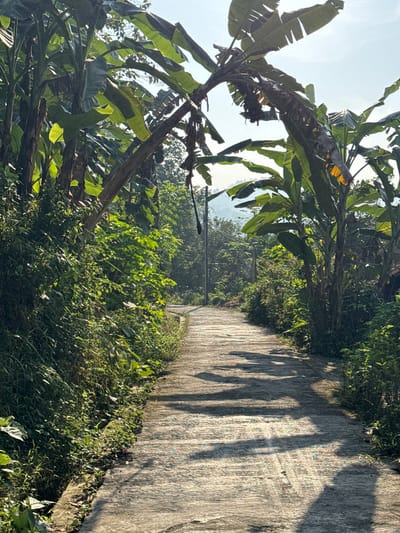 A narrow, paved road winds through a lush, green rural area. The road is bordered on both sides by dense vegetation, including large banana trees with broad leaves, some of which arch over the road. The pavement has a textured, slightly rough surface and is marked with parallel lines. Sunlight casts dappled shadows across the road. In the background, trees and hills are visible, suggesting a hilly terrain. The overall impression is one of a serene, natural setting, likely in a tropical climate. The location is identified as Alian, Indonesia.