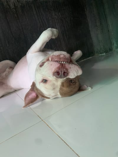 A pit bull dog is lying on its back on a tiled floor in Mae Chan District, Thailand. The dog has white fur with brown patches on its head and one ear. Its mouth is open, showing its teeth, and its tongue is visible. The dog's eyes are open and it is looking towards the camera. In the background, there is a dark, textured wall, possibly made of concrete. The floor is light-colored tile with visible grout lines. The lighting in the image is somewhat dim, with a green cast in the upper right corner. The dog appears relaxed and playful.