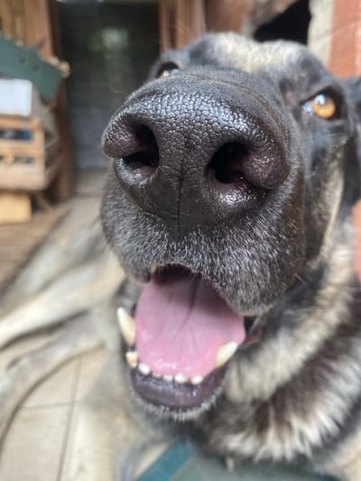 The image is a close-up, low-angle shot of a German Shepherd dog's face, with its nose prominently in the foreground. The dog appears to be outdoors, with a blurred background that suggests a rustic or natural setting, possibly near wooden structures and foliage. The dog's mouth is open, revealing its pink tongue and teeth. The lighting is natural, and the focus is sharpest on the dog's nose and snout, with the rest of its face and the background becoming progressively blurred. There is no indication of this scene being located in Межводненское сельское поселение, Ukraine.