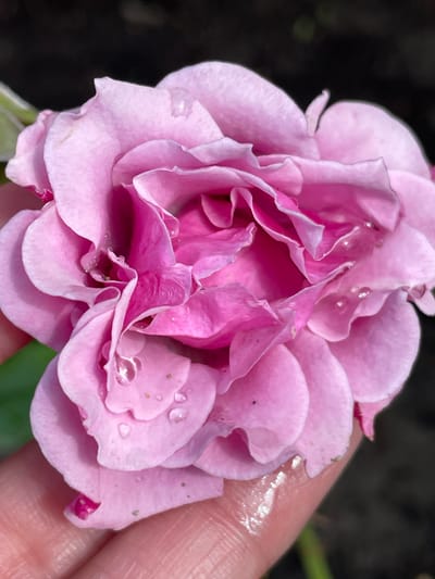 A close-up, top-down view captures a delicate pink rose, held in a person's hand. The rose petals are layered and ruffled, with several clear water droplets glistening on their surface. The background is dark and out of focus, with hints of green foliage. The image is well-lit, highlighting the texture and dew-kissed beauty of the flower. The location is not specified in the image.