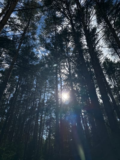 An upward-facing shot of a dense pine forest in Mozhga, Russia, captures the canopy against a bright, partly cloudy sky. The sun is a bright point of light, partially obscured by the tall, dark tree trunks and branches, creating lens flare and light rays that streak downwards. The trees are tall and slender with dark green needles, and their trunks are a rough brown. The undergrowth is not visible due to the density of the trees and the perspective. The overall impression is one of a shaded, natural environment with the sun's rays piercing through the foliage.