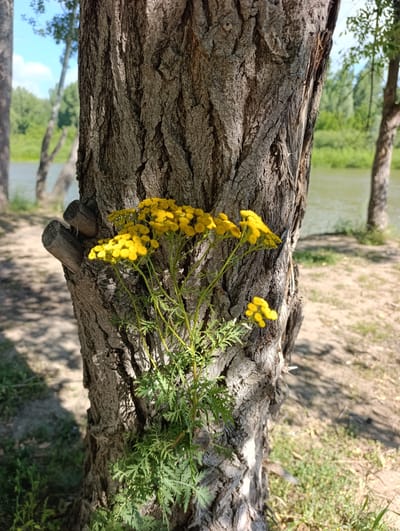 A cluster of bright yellow flowers grows from the base of a large, textured tree trunk on the bank of a river. The tree's bark is rough and deeply fissured, with two cut branches protruding from its side. The river, a muted green, flows gently in the background, bordered by lush green foliage and other trees. The ground surrounding the tree is a mixture of dirt and sparse green grass, with dappled sunlight casting shadows. The sky above is a clear blue with a few wispy white clouds. The location appears to be a natural, rural setting, possibly in the vicinity of Самородово, Russia, given the presence of the river and the surrounding vegetation. There are no people or animals visible in the image.